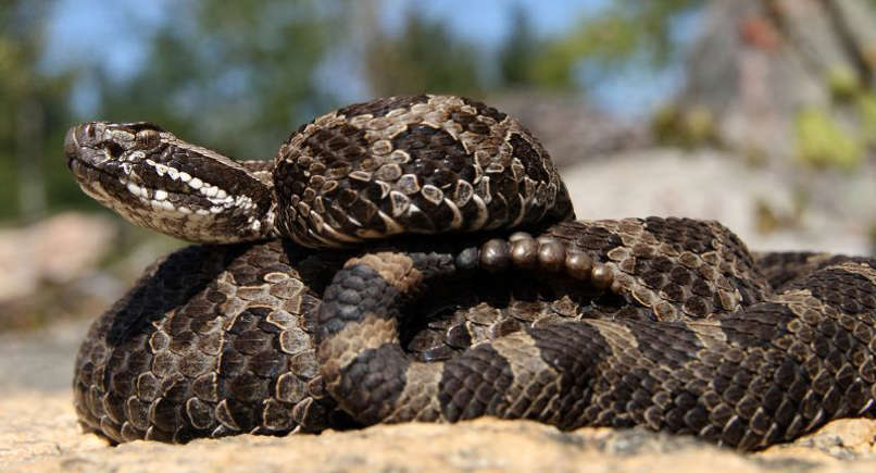 9 States That Are Hotspots For Rattlesnakes