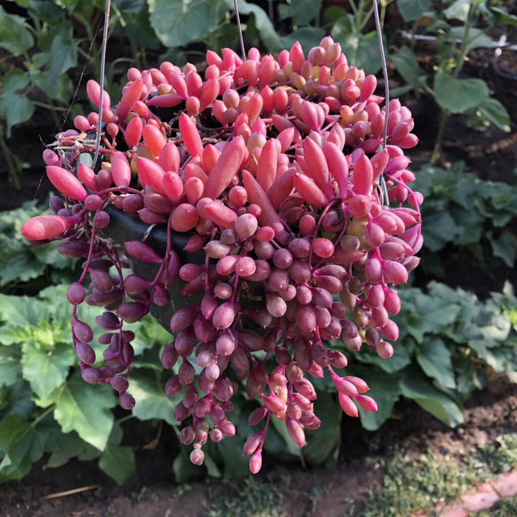 Ruby Necklace