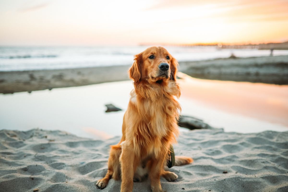 Study Finds Genetic Link To Cancer In Golden Retrievers